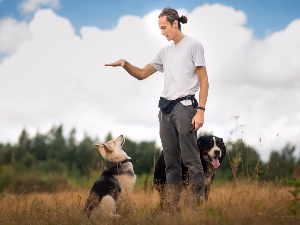 LIMA standartlarında akademik köpek eğitimi – Dog Craft Academy metodolojisi