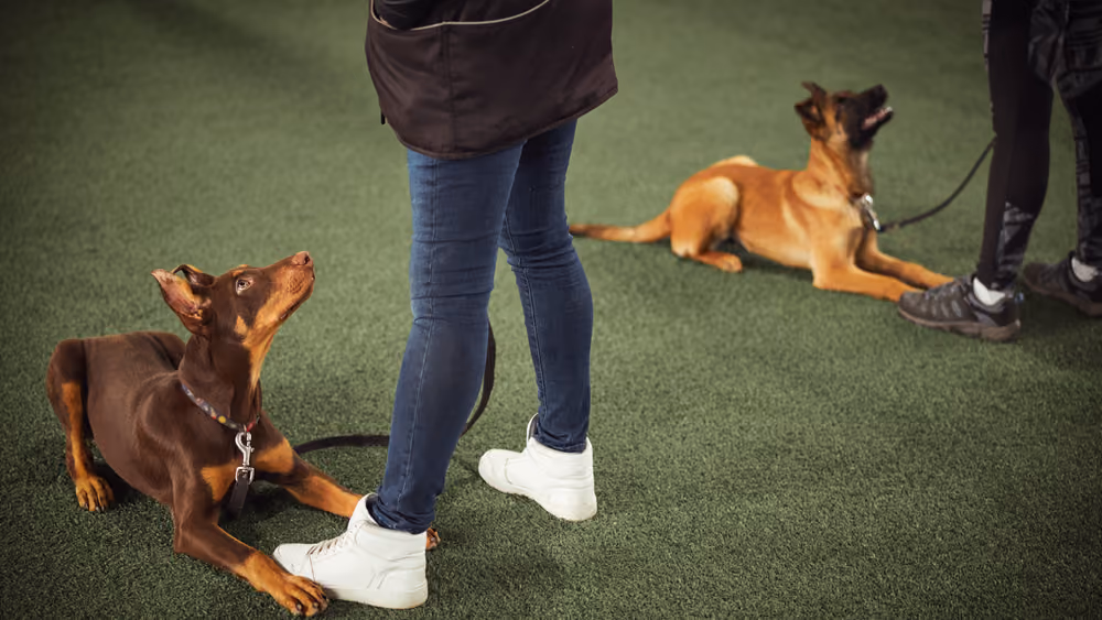 Hund spaziert entspannt mit seinem Halter durch Ankara – Kontakt zu Dog Craft Academy