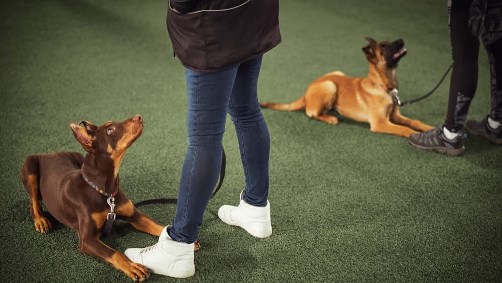 Ankara’da sahibiyle yürüyüş yapan köpek – LIMA standartlarında köpek eğitimi