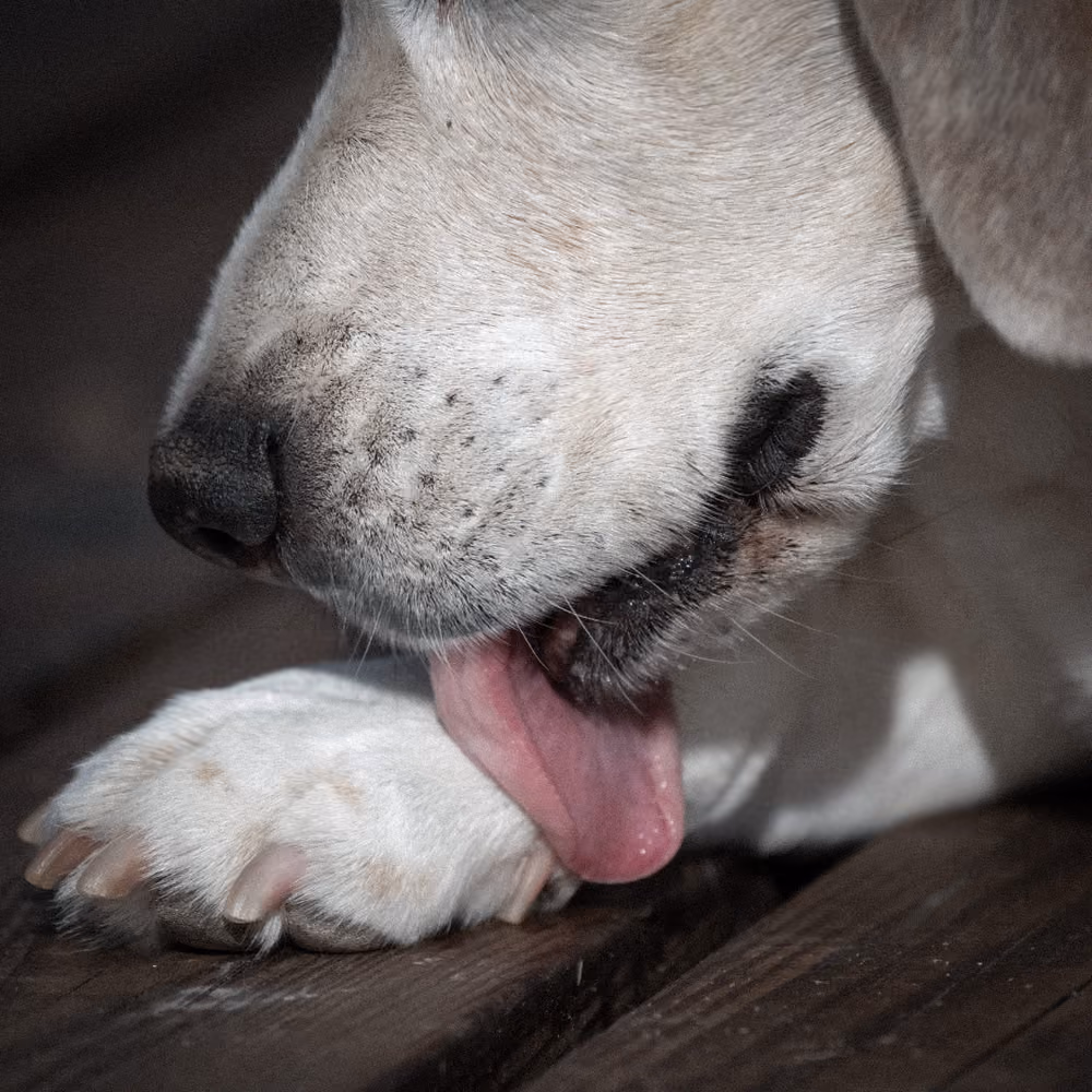 Kendi kuyruğunu kovalayan köpek – takıntılı (kompulsif) davranışlar
