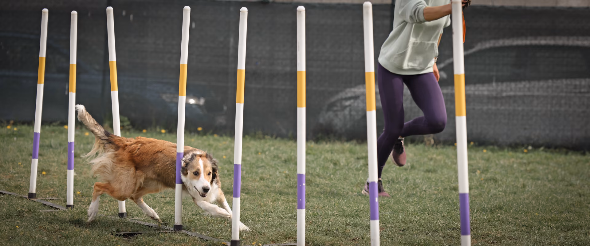 Dog and trainer running through slalom poles – dynamic focus and talent