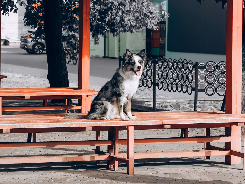 Dog fully focused on its owner – advanced obedience training