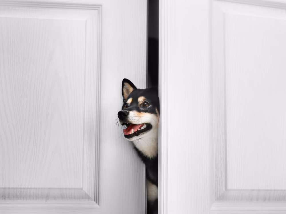 Yeni evine ilk adımını atan köpek – ilk temasa hazırlık