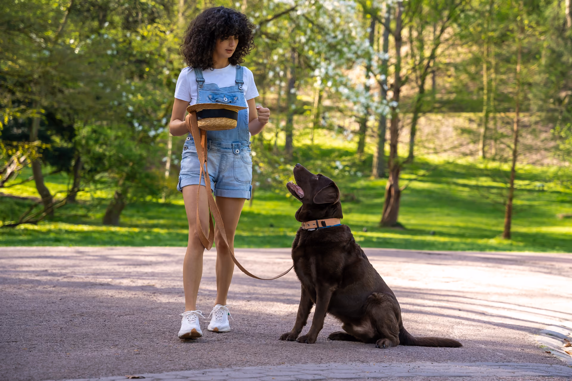 Dog walking beside its owner with full focus – obedience training