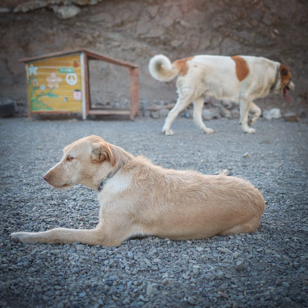 Dog adopted from a shelter – Skoru Eşitle project