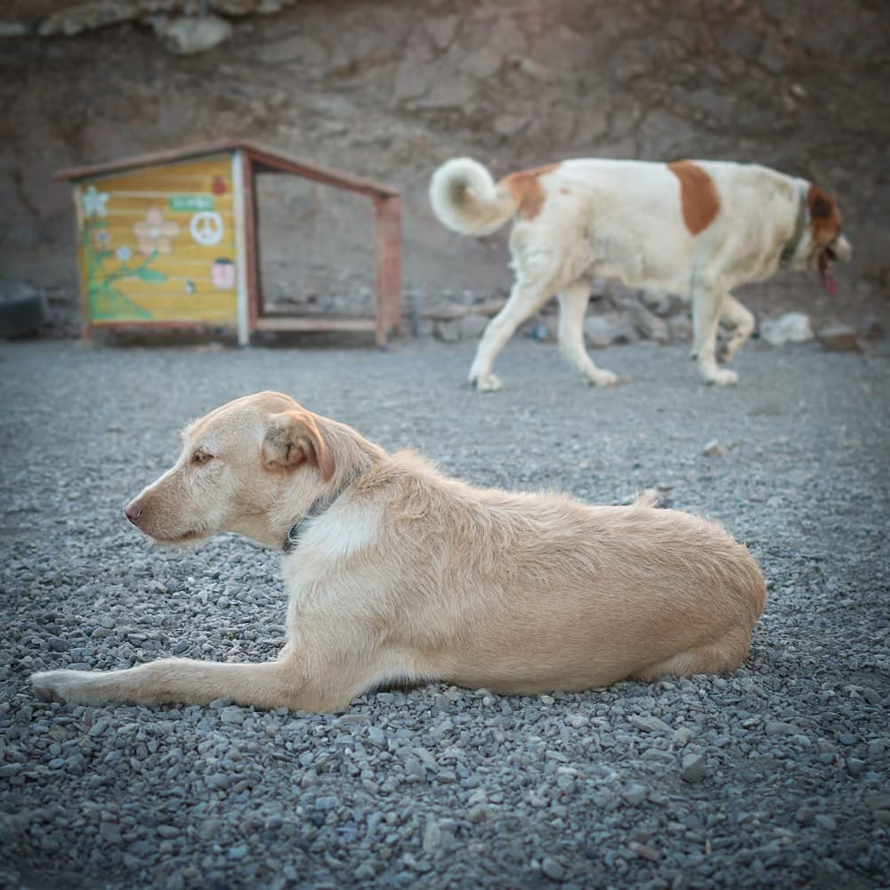 Barınaktan sahiplenilen köpek – Skoru Eşitle projesi