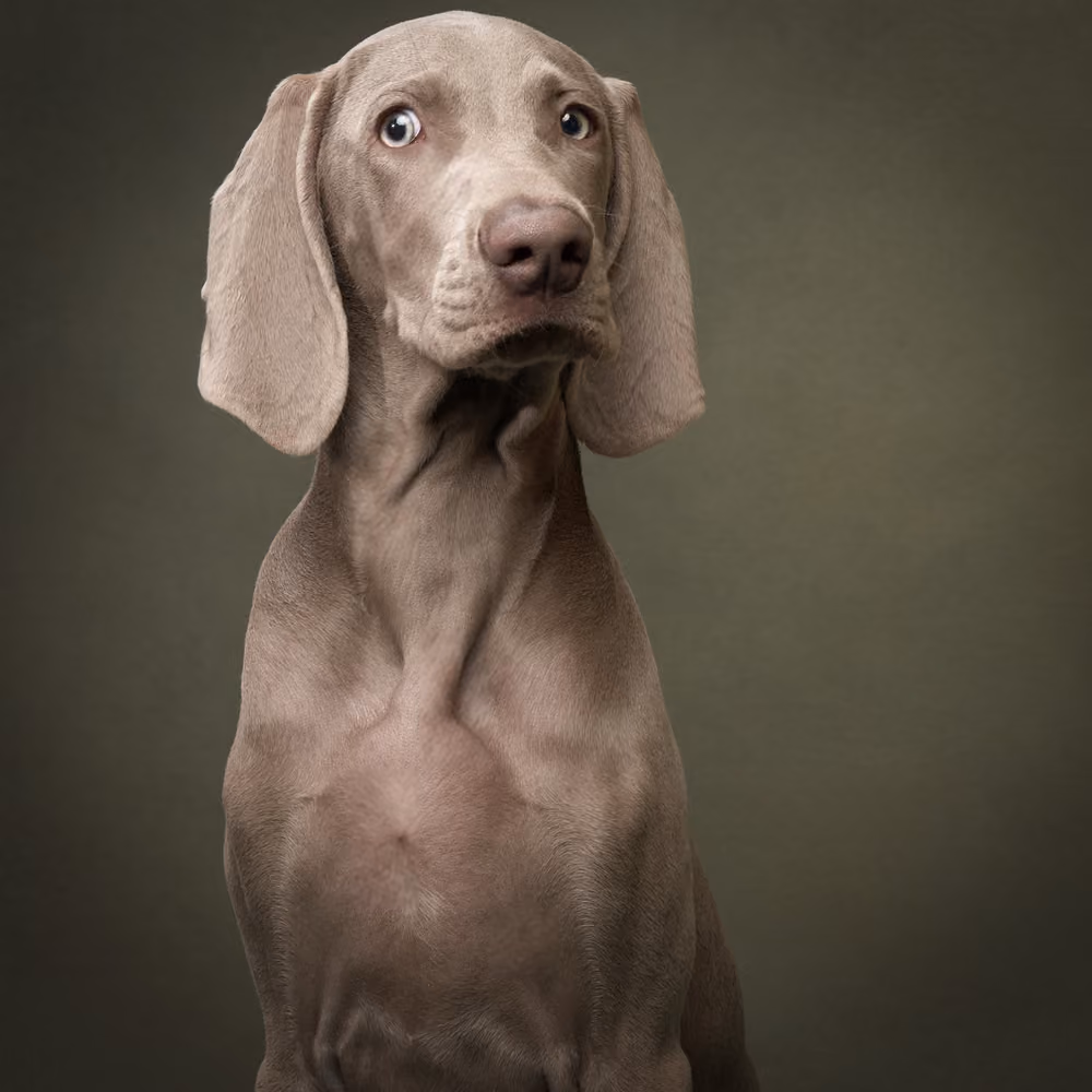 A curious dog looking up – Frequently Asked Questions
