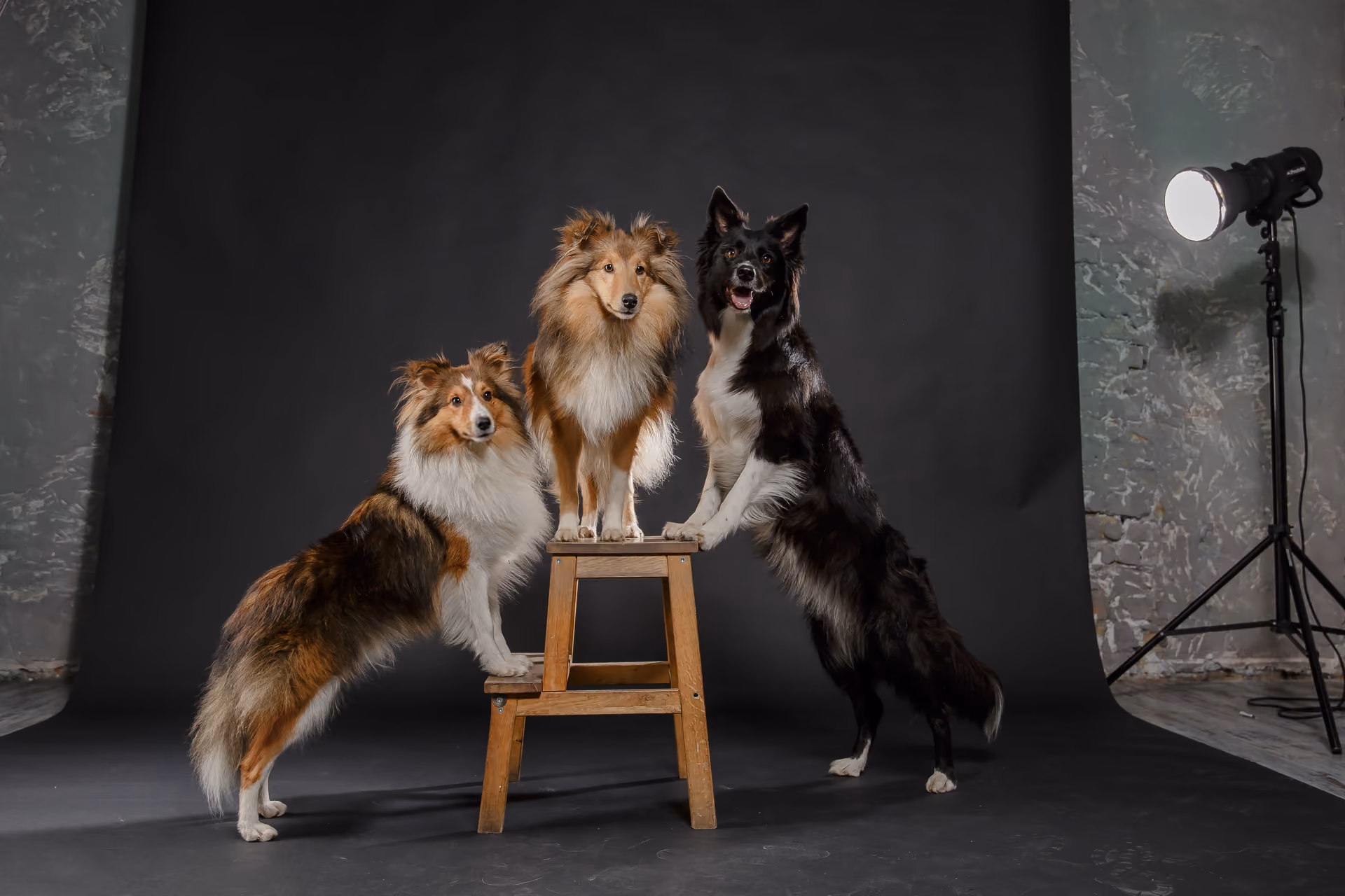 Kamera önünde poz veren köpek – Dog Craft Academy profesyonel köpek cast ve set performans yönetimi