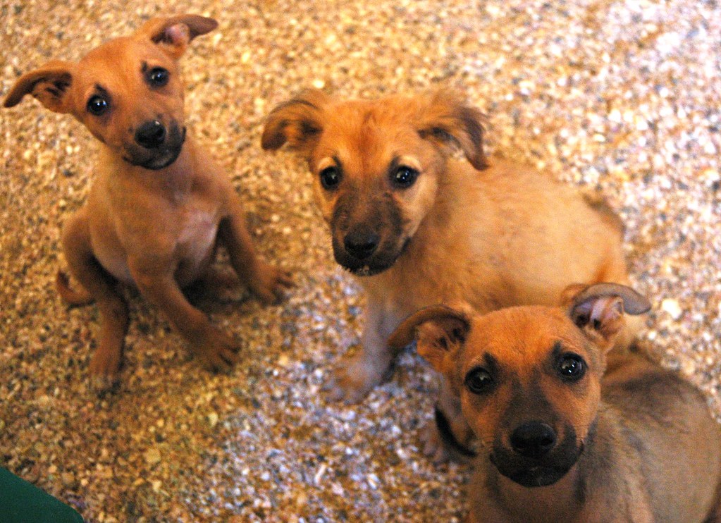 Yavru köpeklerin ilk haftaları neden bu kadar önemli?