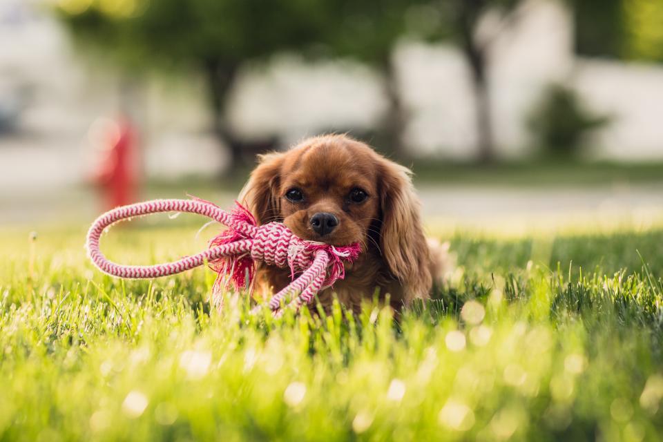 İyimser köpek mi, kaygılı köpek mi? Yargı yanlılığı testi
