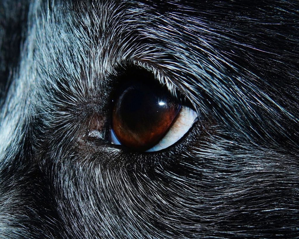 Köpekler renk körü müdür? Köpek dünyayı nasıl görür