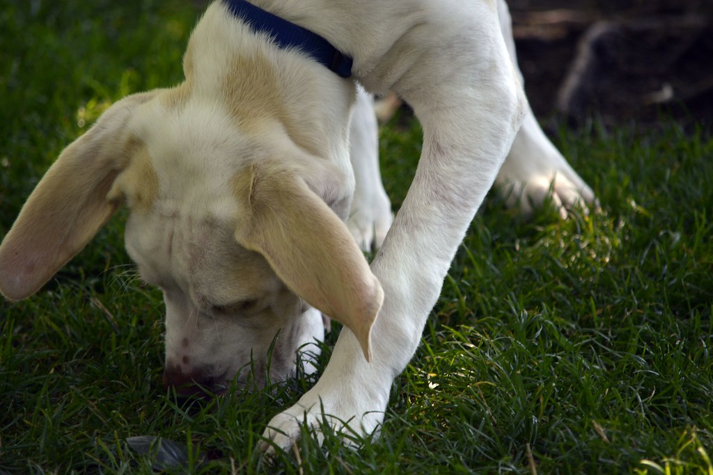Köpeğiniz Yürüyüşte Neden Her Yeri Kokluyor?