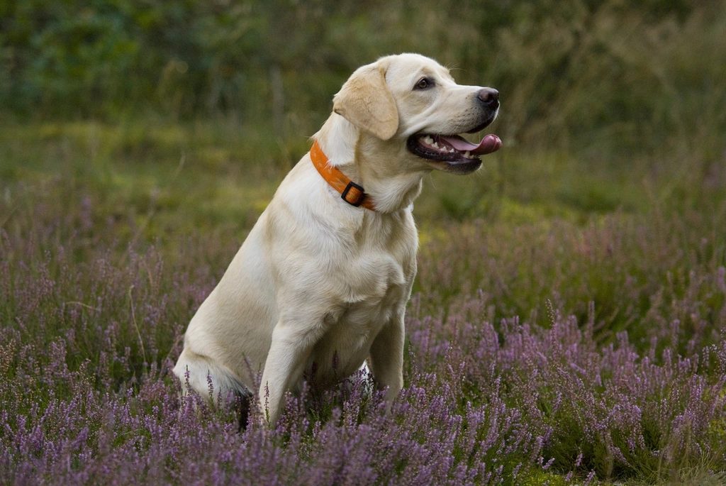 Köpeğinizin kilosunu elinizle değerlendirmek