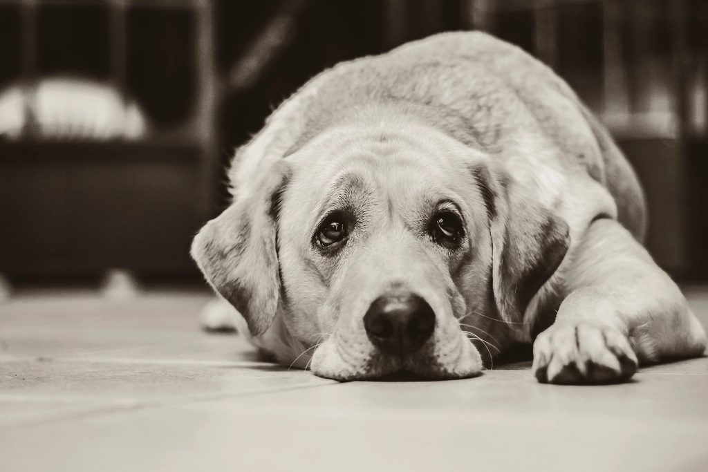 Yaşlı köpek 'huysuzlaştı' mı, yoksa 'bunadı' mı?