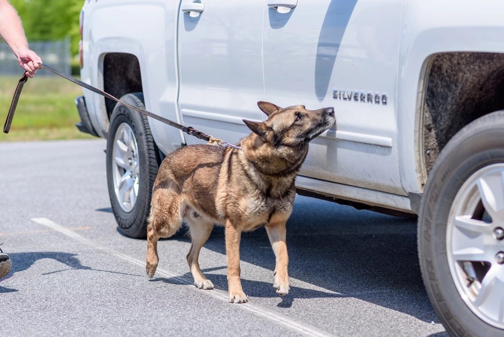 Rüzgâr köpeğin burnunu nasıl yönlendirir?