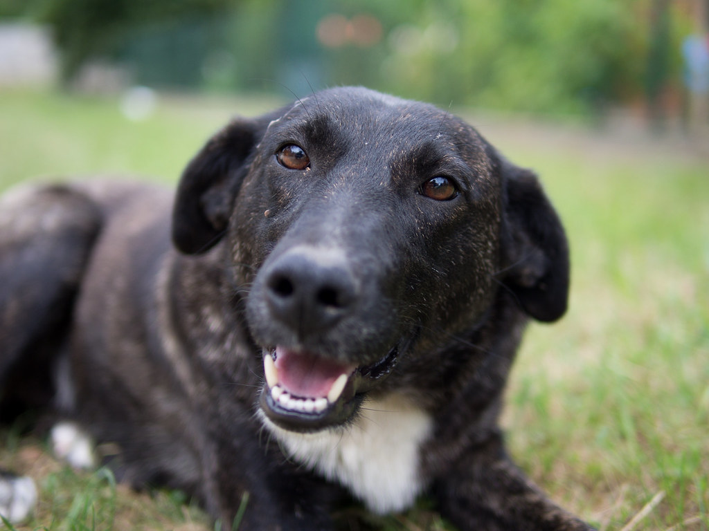 Köpeğiniz mutlu mu? Refahı değerlendirmek için basit bir liste