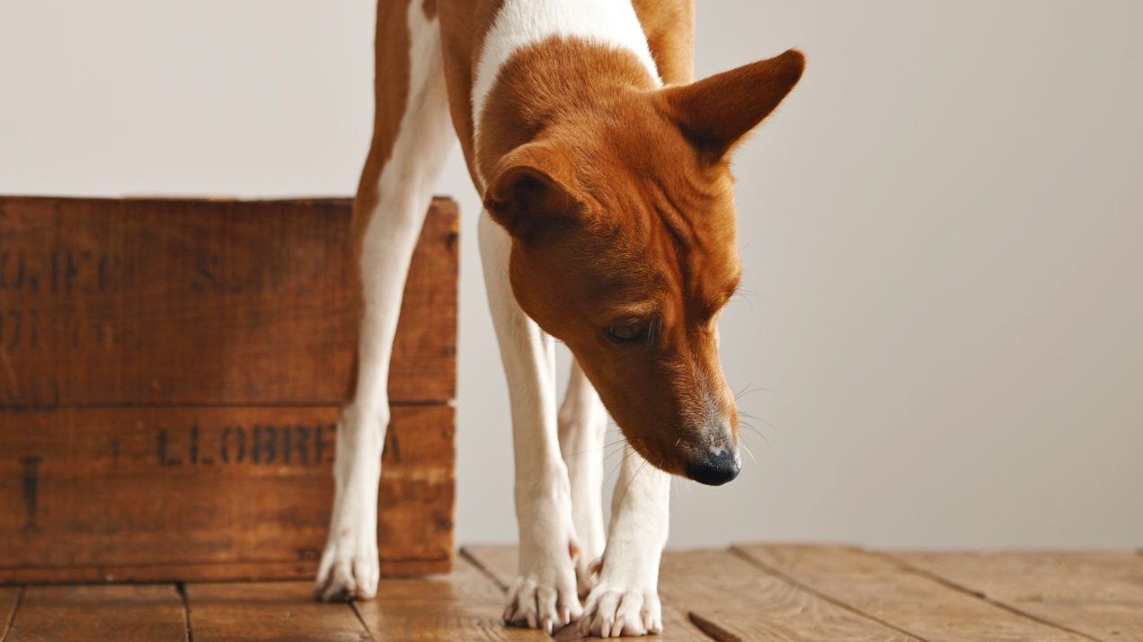 Köpekler Hastalıkların Kokusunu Alabilir mi? Tıbbi Algılama Köpekleri