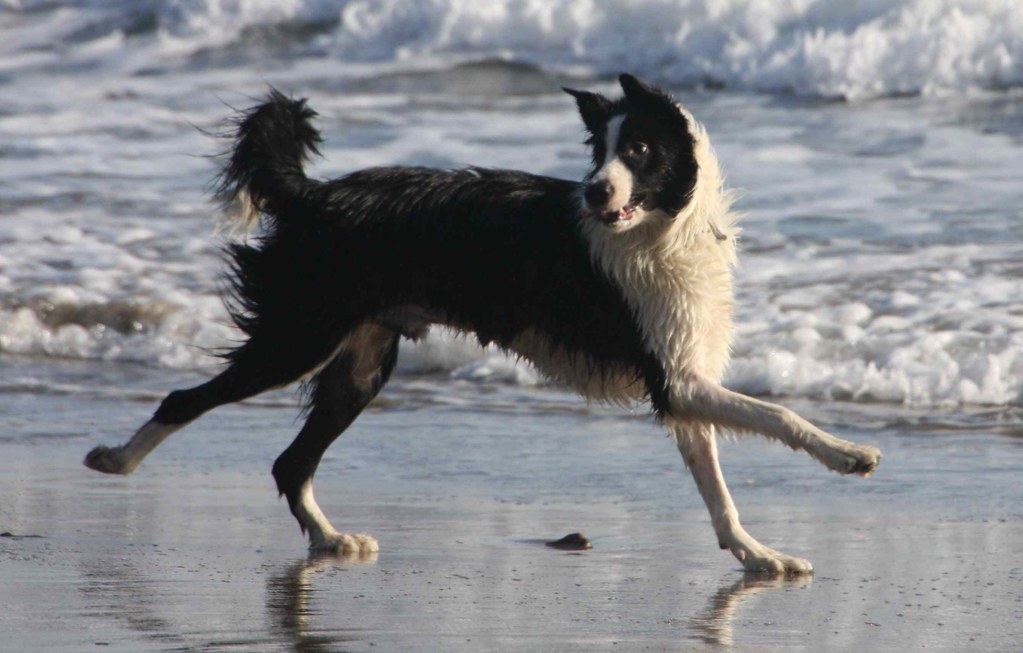 Border Collie'nin bakışı, pointer'ın duruşu: Irklar avı nasıl böldü?