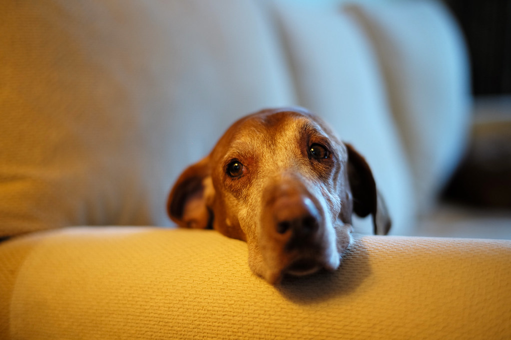Köpek yaşını 7 ile çarpmak neden yanlış?