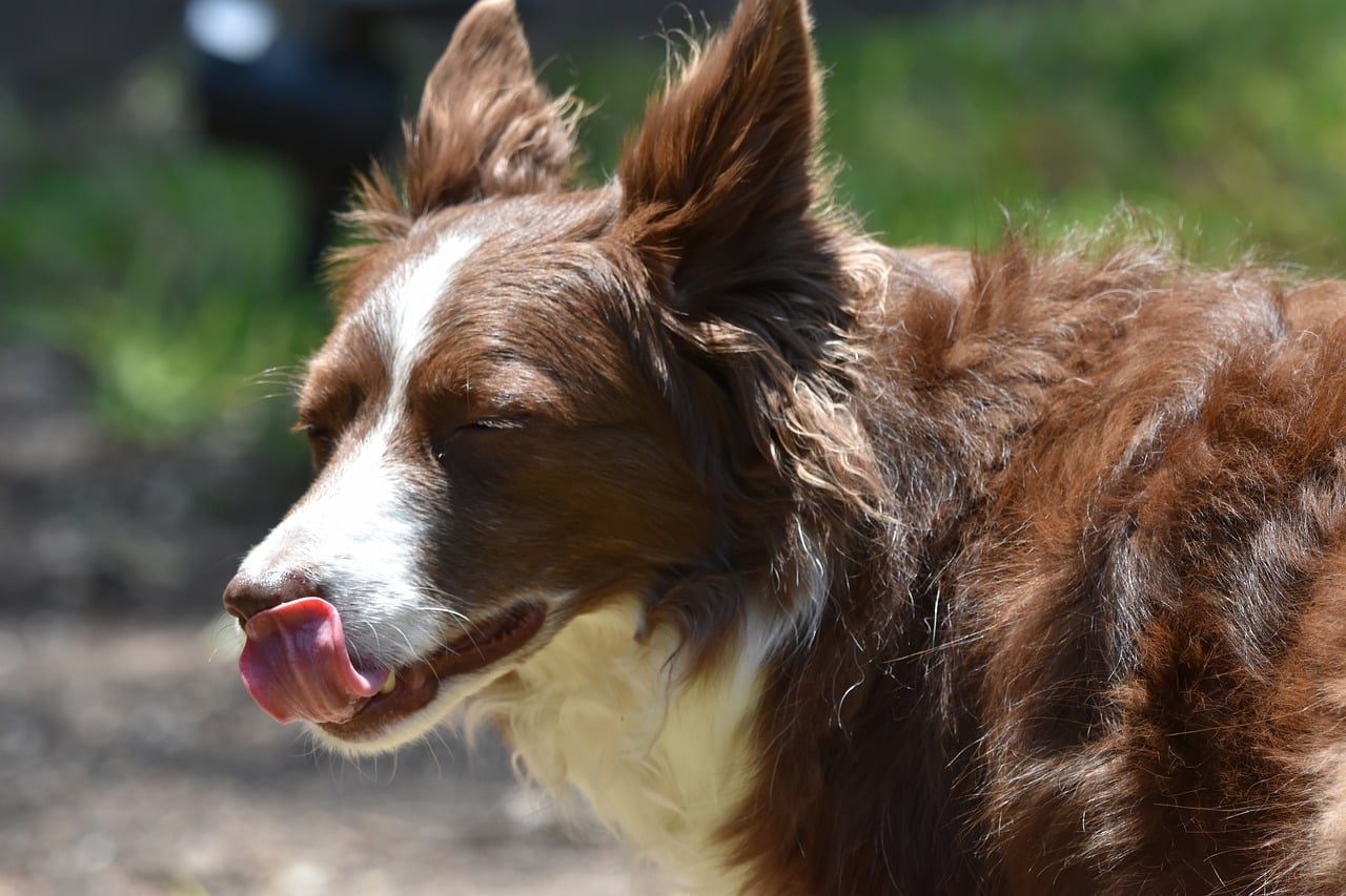 Köpeğin stres ve yatıştırma sinyalleri: okumaya nereden başlanır?