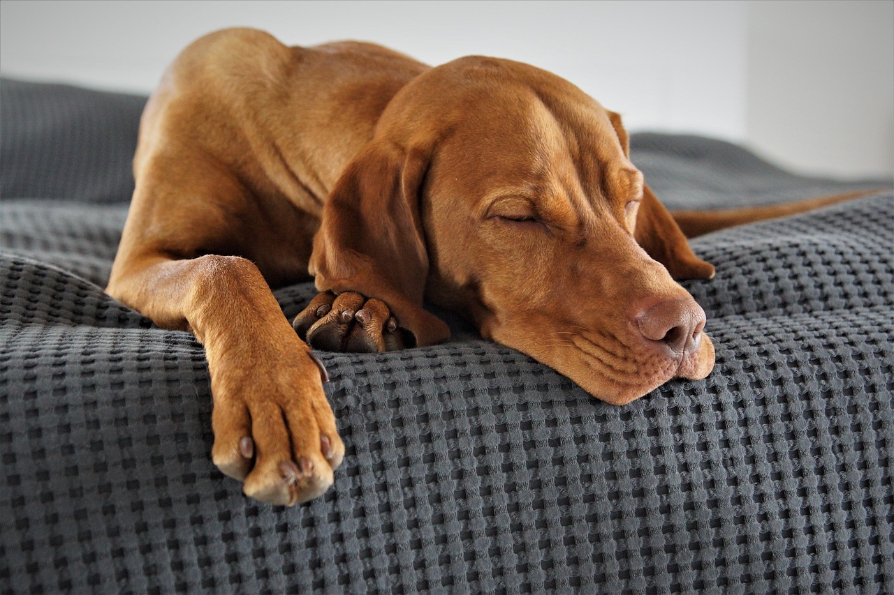 Köpeğiniz yeterince uyuyor mu? Uyku, refah ve öğrenme